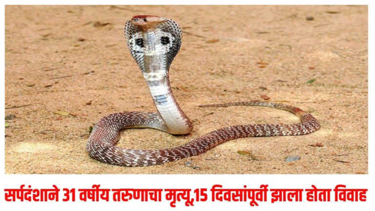 सर्पदंशाने 31 वर्षीय तरुणाचा मृत्यू,१५ दिवसांपूर्वी झाला होता विवाह