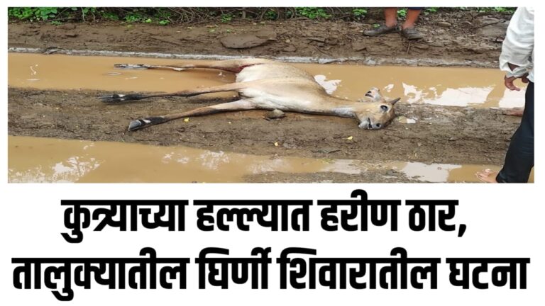 कुत्र्याच्या हल्ल्यात हरीण ठार, तालुक्यातील घिर्णी शिवारातील घटना