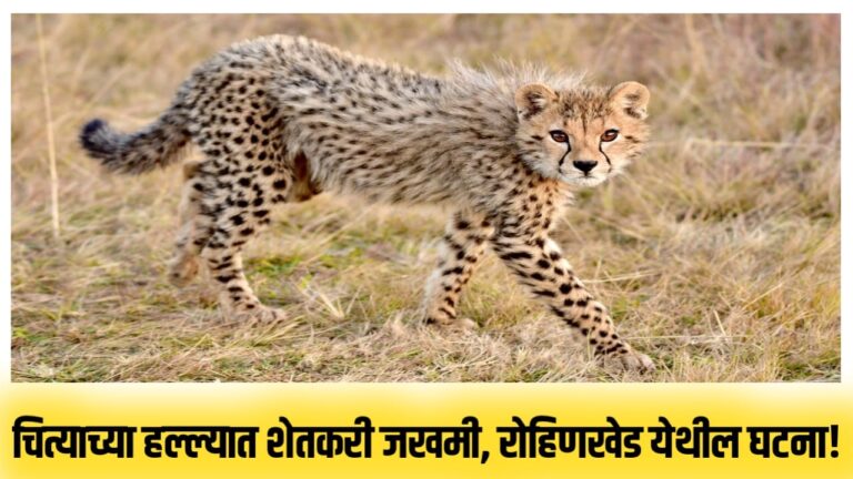 चित्याच्या हल्ल्यात शेतकरी जखमी, रोहिणखेड येथील घटना!