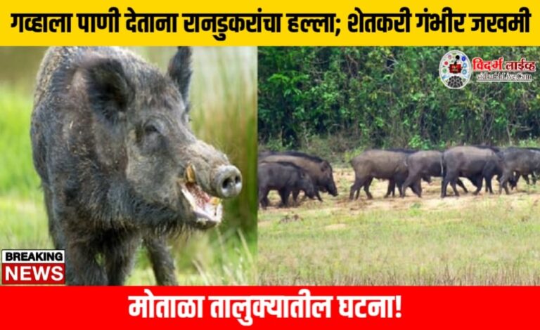 गव्हाला पाणी देताना रानडुकरांचा हल्ला; शेतकरी गंभीर जखमी, मोताळा तालुक्यातील घटना!