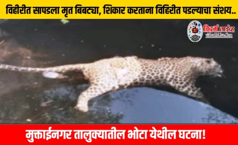 विहीरीत सापडला मृत बिबट्या, शिकार करताना विहिरीत पडल्याचा संशय.. मुक्ताईनगर तालुक्यातील भोटा येथील घटना!