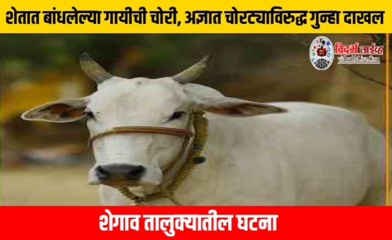 शेतात बांधलेल्या गायीची चोरी, अज्ञात चोरट्याविरुद्ध गुन्हा दाखल, शेगाव तालुक्यातील घटना