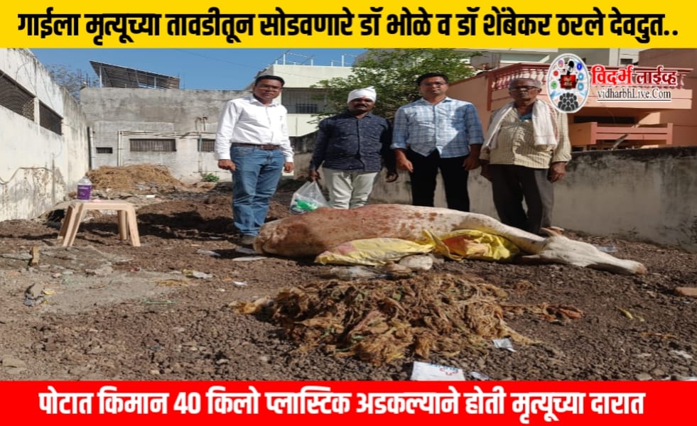 गाईला मृत्यूच्या तावडीतून सोडवणारे डॉ भोळे व डॉ शेंबेकर ठरले देवदुत.. पोटात किमान 40 किलो प्लास्टिक अडकल्याने होती मृत्यूच्या दारात