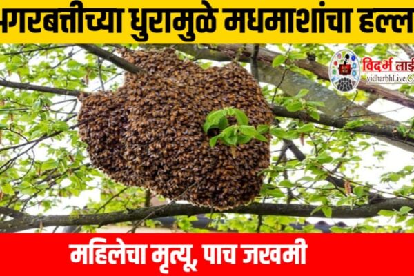 अगरबत्तीच्या धुरामुळे मधमाशांचा हल्ला; महिलेचा मृत्यू, पाच जखमी