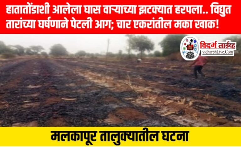 हातातोंडाशी आलेला घास वाऱ्याच्या झटक्यात हरपला… विद्युत तारांच्या घर्षणाने पेटली आग; चार एकरांतील मका खाक! मलकापूर तालुक्यातील घटना