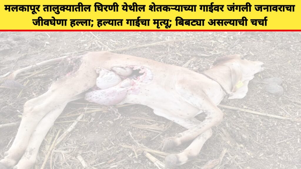 मलकापूर तालुक्यातील घिरणी येथील शेतकऱ्याच्या गाईवर जंगली जनावराचा जीवघेणा हल्ला; हल्यात गाईचा मृत्यू; बिबट्या असल्याची चर्चा