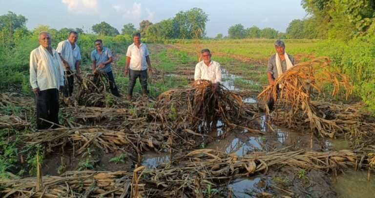 पिंप्रीगवळी परिसरात अतिवृष्टीचा कहर; शेतकऱ्यांचे पिकांचे अतोनात नुकसान; शासनाने तातडीने मदतीची मागणी