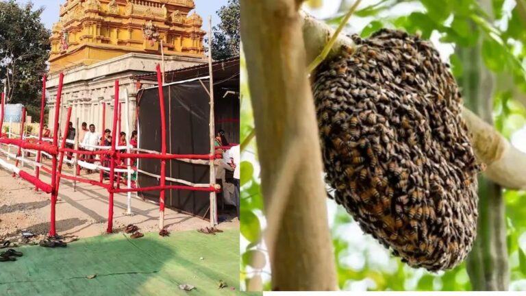 आनंदाच्या लग्नसोहळ्यावर मधमाश्यांचा हल्ला; क्षणात उसळली भीतीची किंकाळी, ७ जखमी; मलकापूर तालुक्यातील घटना